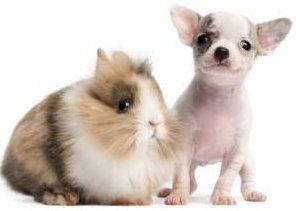 Cute Chihuahua puppy with bunny