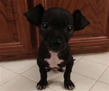 4 month old Chihuahua puppy