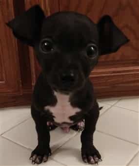 4 month old Chihuahua puppy