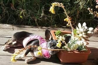 Chihuahua sleeping funny