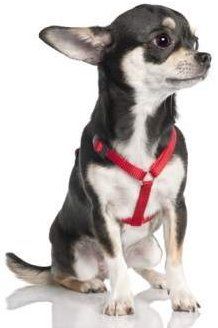 Chihuahua with harness on