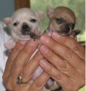 Maine Chihuahua Breeder