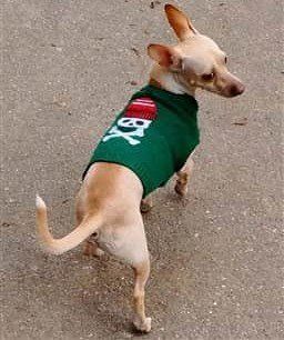 Chihuahua outside