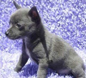 Blue Chihuahua puppy, white markings