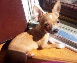 Chihuahua sitting at window