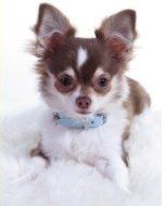 Chihuahua puppy for sale Texas