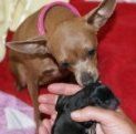 Female dam with newborn pup
