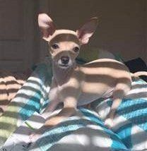 tan Chihuahua