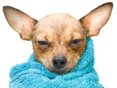 Chihuahua wrapped in towel