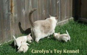 Cat taking care of Chihuahua