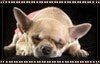 chihuahua-02