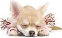 small female Chihuahua puppy