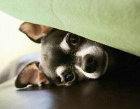 Chihuahua under the bed