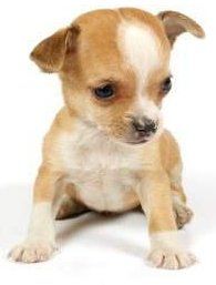 Floppy ear chihuahua puppy