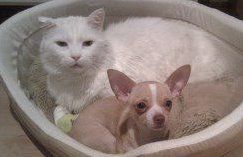 Chihuahua and cat in same bed