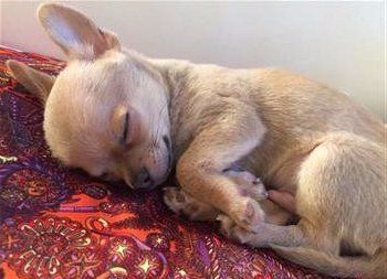 cute Chihuahua puppy asleep