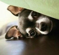Black and white Chihuahua puppy