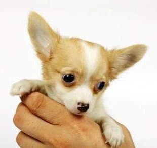 how often should you take a chihuahua out