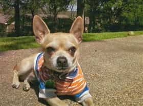 8 year old Chihuahua dog