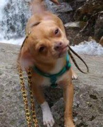 Chihuahua on harness and leash