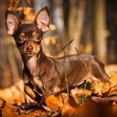 Alert Chihuahua dog
