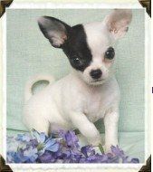 Arkansas Chihuahua Breeder
