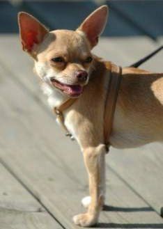 Chihuahua wearing harness