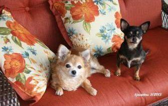 two Chihuahuas sitting on sofa