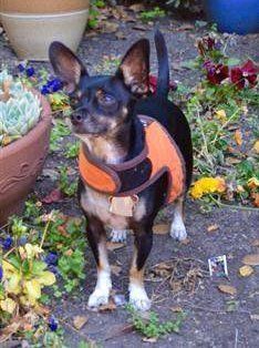 Chihuahua calorie needs adult
