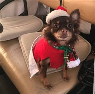 Adopted Chihuahua dog at Christmas