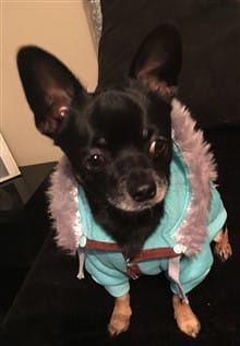 Chihuahua in a blue coat with fur trim