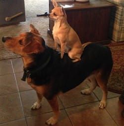 Chihuahua compared to a larger dog