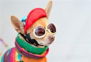 Chihuahua all dressed up