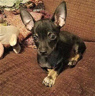 Chihuahua ear odor, large ears