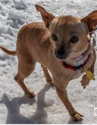 Chihuahua from a shelter in the winter time snow