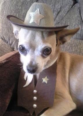 Chihuahua-in-cowboy-hat