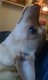 Chihuahua looking up