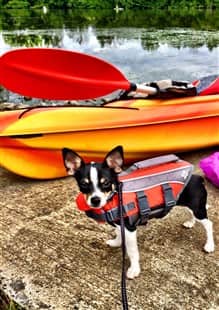 Chihuahua on camping trip, wearing life jacket