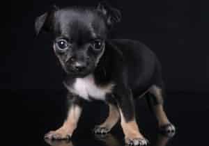 Chihuahua puppy, black and tan