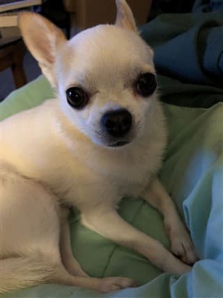 Chihuahua rescue dog, 5 year old male