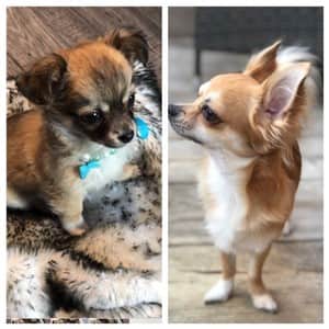 Chihuahua-sable-color-fades