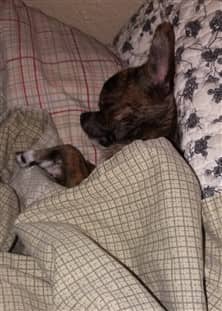 Chihuahua sleeping like a human