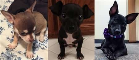 How a Chihuahua looks at different ages