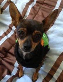 Chihuahua allergies from grass