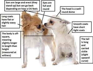 What a Chihuahua looks like