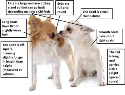 What a Chihuahua looks like
