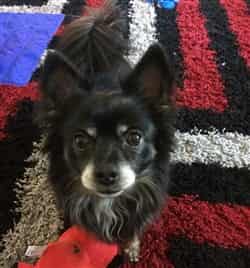 A long haired Chihuahua