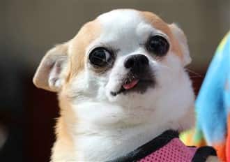 A senior Chihuahua at 10 years old