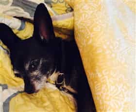 A senior Chihuahua resting in bed