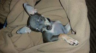 blue Chihuahua